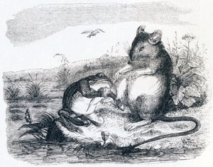 A béka és a patkány - La Fontaine meséi alkotó: Grandville