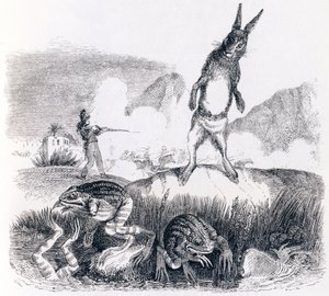 A nyúl és a békák (Le lievre et les grenouilles) - La Fontaine meséi alkotó: Grandville