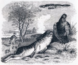 A nyúl és a baromfi - La Fontaine meséi alkotó: Grandville