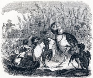 A pacsirta és fiókái egy mező mesterével - La Fontaine meséi alkotó: Grandville