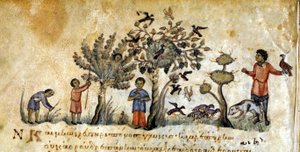 Vadászat sólymokkal a madarak befogására – Oppianus „De Venatione” című könyvében, görög kézirat a 13. századból. Biblioteca Marciana. Velence alkotó: Greek School