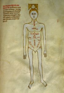 Anatómiai és sebészeti táblák: a férfi szervek lokalizációja. ""Liber notables Philippi, a frankok hetedik királya, Galien könyveiből kivonat""" című könyvében Gui de Pavia 1345 körül. Chantilly, Musee Conde
