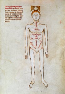 Sebészet: az emberi test ábrázolása. Miniatűr a "Liber notables Philippi, a frankok hetedik királya, Galien könyveiből kivonat" című filmben, amelyet Gui (Guy) Pavia