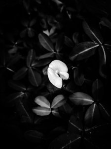 Virág nº 40, 2025 (fotó) alkotó: Guilherme Pontes