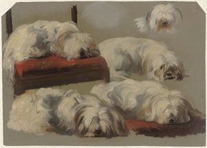 Tanulmányok egy fehér öles kutyáról alkotó: Guillaume Anne van der Brugghen