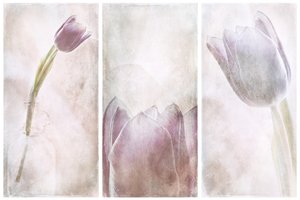 Levendula-tulipán álom