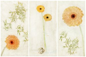 Soft Gerbera triptichon