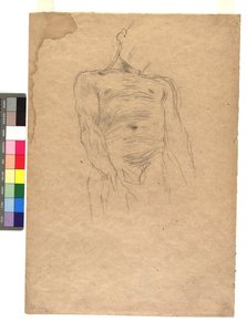Männlicher Torso