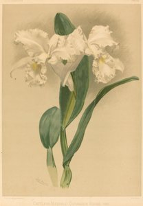 Cattleya Mendelii Quorndon House Var. alkotó: Gustav Leutzsch after Henry George Moon
