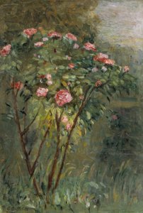 A rózsabokor alkotó: Gustave Caillebotte