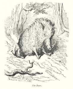 A vadkan (metszet) alkotó: Gustave Dore