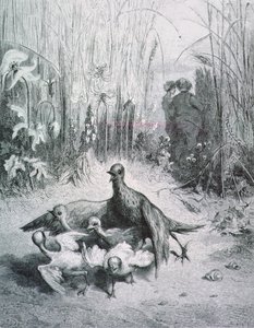 A pacsirta meséje, fiataljai és a pálya mestere, illusztráció a La Fontaine meséihez rnrn alkotó: Gustave Dore