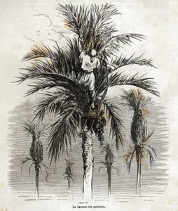 Az Elche-i pálmafák lekötése a fehérség megőrzése céljából, fonásuk érdekében Gustave Dore (1832-1883) rajza, hogy illusztrálja 1862-es spanyolországi utazását Ch. Davillier. Metszet a „Le tour du monde”-ban, szerkesztette: E alkotó: Gustave Dore