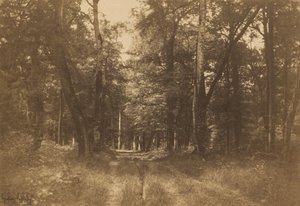 Bas-Bréau, Fontainebleau-i erdő alkotó: Gustave Le Gray