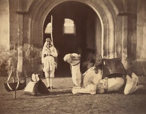 Teve fekve, 1866 körül (fotónyomat)