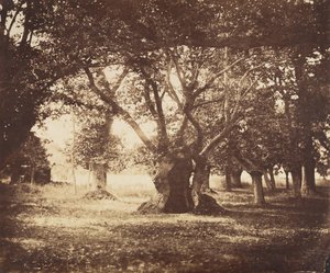 Hollow Oak Tree, Fontainebleau, 1855-57. alkotó: Gustave Le Gray
