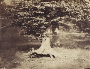 A bükkfa, 1855-1857 körül (f/w fotó) alkotó: Gustave Le Gray