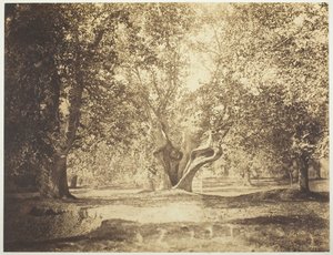 Fa, Fontainebleau-i erdő, c. 1856. alkotó: Gustave Le Gray