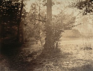 Fatanulmány, Fontainebleau-i erdő, kb. 1856. alkotó: Gustave Le Gray