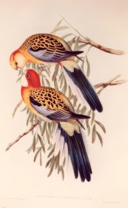 SPLENDID PLATECER alkotó: H.C. Richter