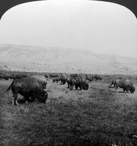 Buffalo, Yellowstone Nemzeti Park, USA.