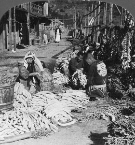 Daikon japán retek válogatása és csomagolása a vízparton, Atami, Japán, 1906