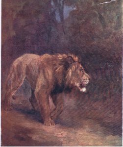 Oroszlán az afrikai erdőben alkotó: H. Dixon