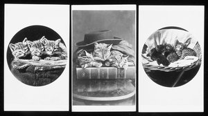 The Brighton Cats, névjegykártyák, 1860-as évek alkotó: H. Pointer