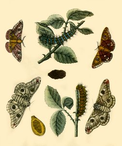 „Emperor Moth”, 1749, 1943. alkotó: H Terasson