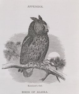 Kennicotts Owl, Alaszkából és forrásai, William H. Dall, metszet: H. H. Nicholls, pub. 1870
