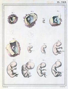 Az embrionális fejlődés szakaszait bemutató diagram Jules Cloquet (1790-1883) „Manuel d