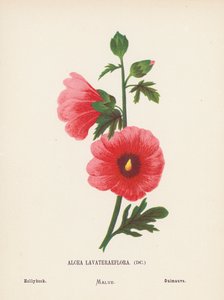 A Szentföld vadvirágai: Alcea Lavateraeflora; Hollyhock (színes metszet)