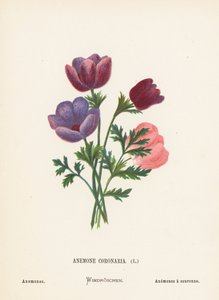 A Szentföld vadvirágai: Anemone Coronaria; Anemones (színes metszet)