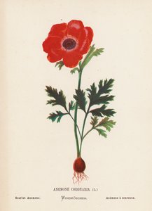 A Szentföld vadvirágai: Anemone Coronaria; Scarlet Anemone (színes metszet)