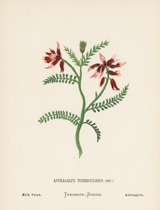 A Szentföld vadvirágai: Astragalus Tuberculosus; Milk Vetch (színes metszet)