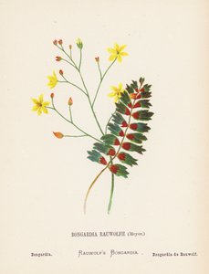 A Szentföld vadvirágai: Bongardia Rauwolfii, Meyer; Bongardia (színes metszet)