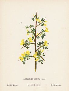 A Szentföld vadvirágai: Calycotome Spinosa, Link; Tüskés seprű (színes metszet)