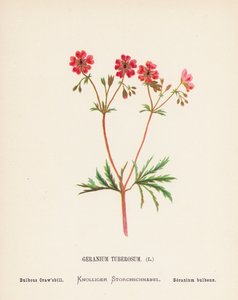 A Szentföld vadvirágai: Geranium Tuberosum; Hagymás kúszócsőr (színes metszet)