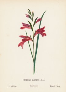 A Szentföld vadvirágai: Gladiolus Aleppicus, Boiss; Kard-zászló (színes metszet)