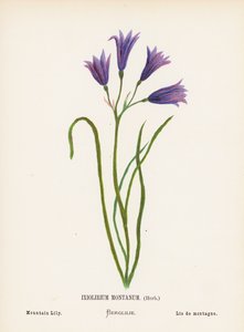 A Szentföld vadvirágai: Ixiolirium Montanum, gyógynövény; hegyi liliom (színes metszet)