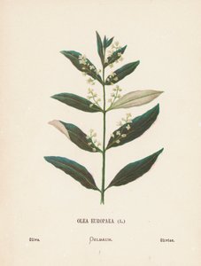 A Szentföld vadvirágai: Olea Europaea; olajbogyó (színes metszet)