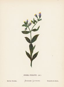 A Szentföld vadvirágai: Onosma Syriacum; szíriai Onosma (színes metszet)