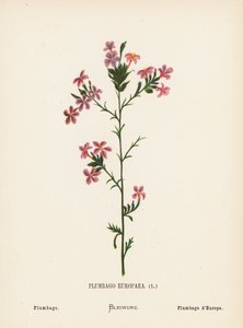 A Szentföld vadvirágai: Plumbago Europaea; Plumbago (színes metszet)