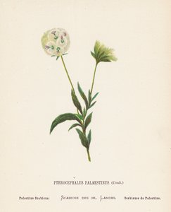 A Szentföld vadvirágai: Pterocephalus Palaestinus, Coult; Palestine Scabious (színes metszet)