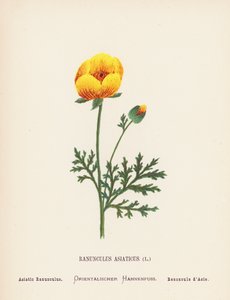 A Szentföld vadvirágai: Ranunculus Asiaticus; Ázsiai Ranunculus (színes metszet)
