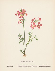A Szentföld vadvirágai: Ricotia Lunaria; Szikla-állomány (színes metszet)