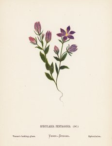A Szentföld vadvirágai: Specularia Pentagonia; Vénusz tükre (színes metszet)