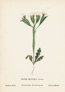 A Szentföld vadvirágai: Statice Aegyptiaca, Thouin; Egyiptomi Takarék (színes metszet)