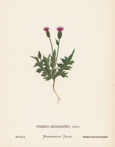 A Szentföld vadvirágai: Tyrimnus Leucographus, Cass; Gyűszűvirág (színes metszet)