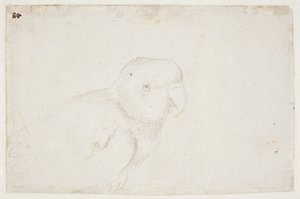 Törpepapagáj alkotó: Hans Baldung Grien